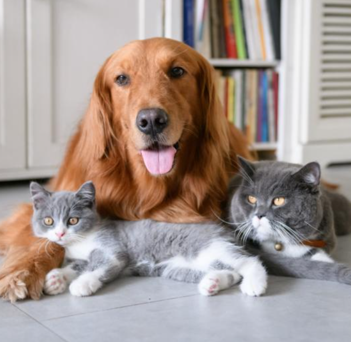 Healthy food for dogs and cats